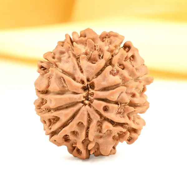 10_Mukhi_From_Nepal_Small_Cdxiii
