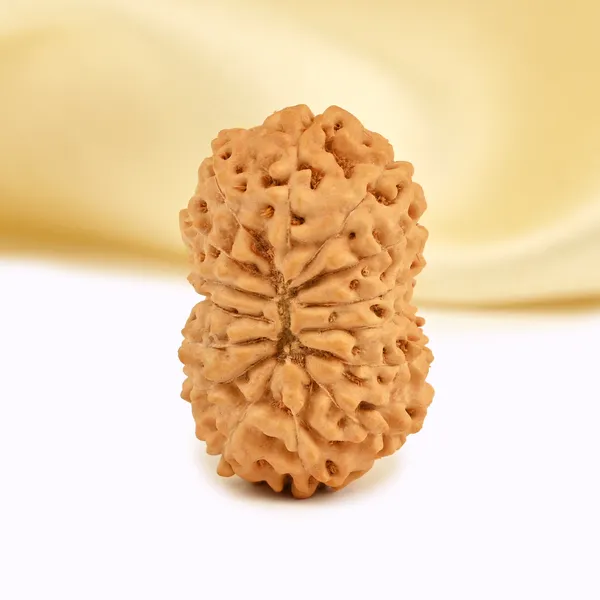 15_Mukhi_From_Java_Indonesia_Large_Cxxxix