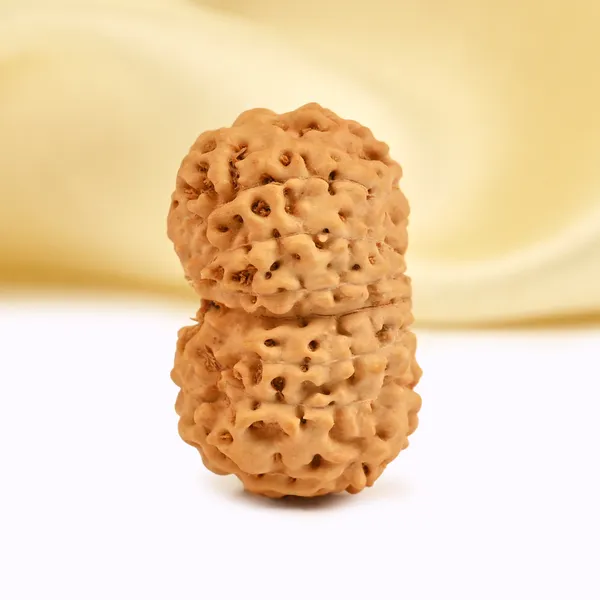 15_Mukhi_From_Java_Indonesia_Large_Cxxxix