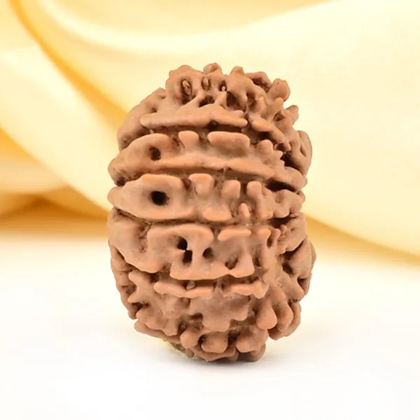 12_Mukhi_From_Nepal_Small_Cdxlvii