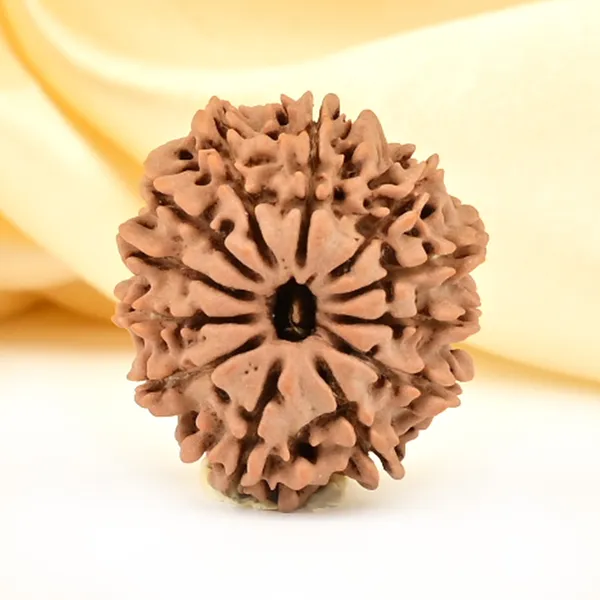 12_Mukhi_From_Nepal_Small_Cdxlvii
