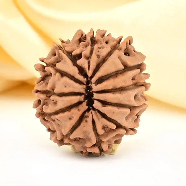 12_Mukhi_From_Nepal_Small_Cdxlvii