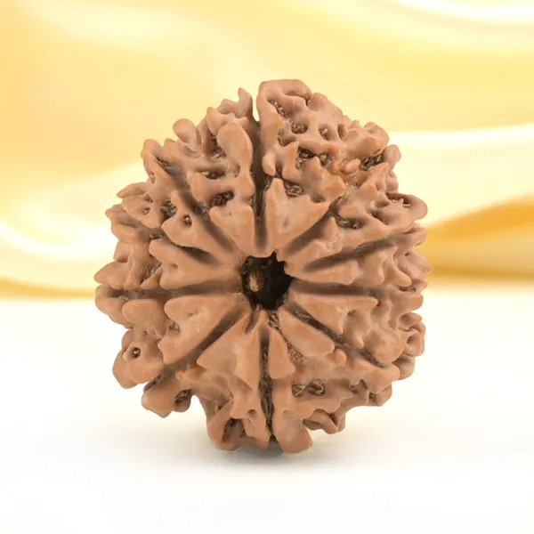 10_Mukhi_From_Nepal_Small_Cdxlviii