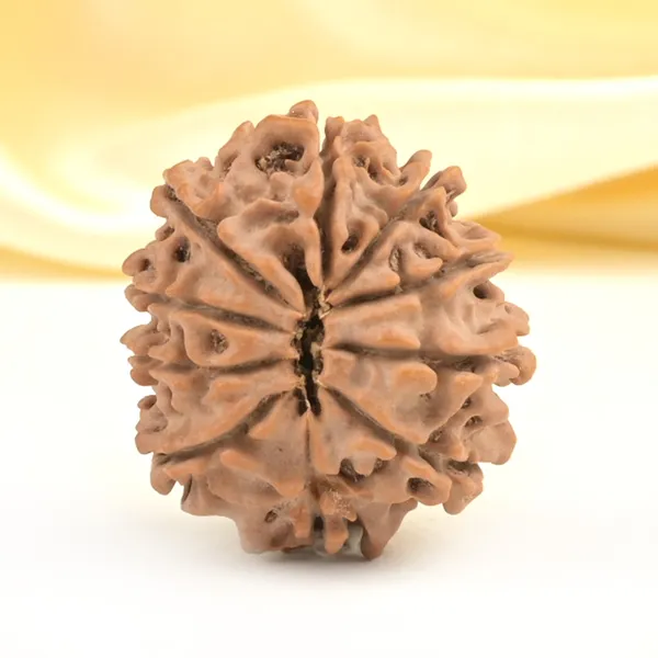 10_Mukhi_From_Nepal_Small_Cdxlviii