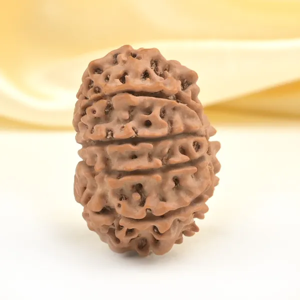10_Mukhi_From_Nepal_Small_Cdxlviii