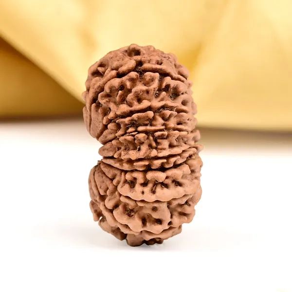 15_Mukhi_From_Nepal_Cli