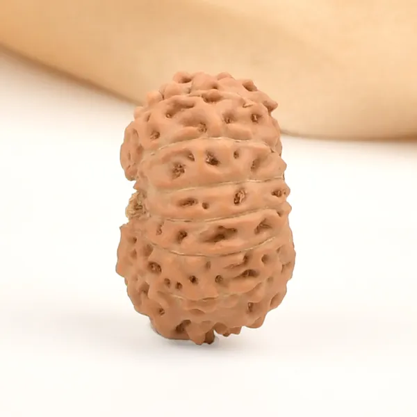 14_Mukhi_From_Java_Indonesia_Large_Clxix