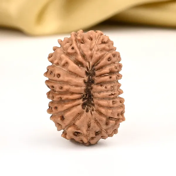 Techpandit_19_Mukhi_Rudraksha_Bead_Indonesia_Large