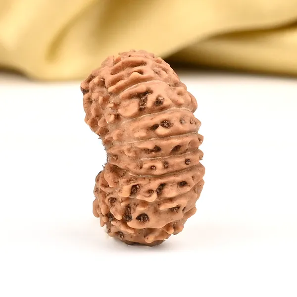 Techpandit_19_Mukhi_Rudraksha_Bead_Indonesia_Large