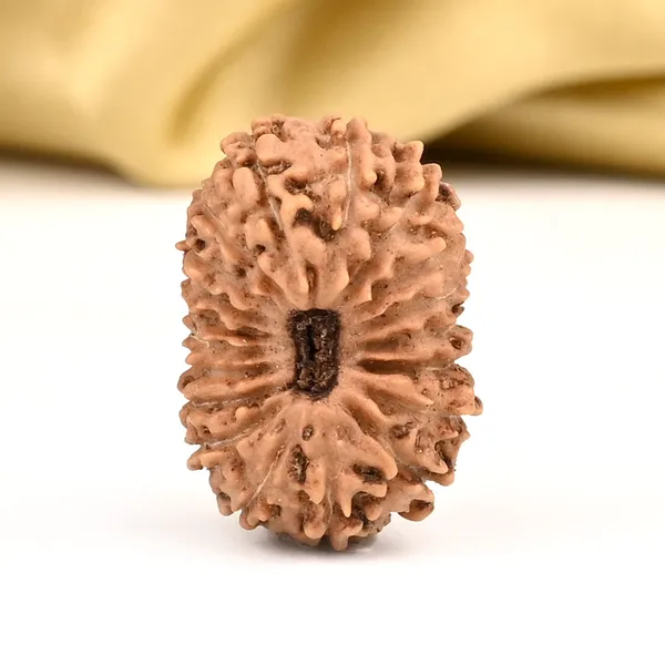 Techpandit_19_Mukhi_Rudraksha_Bead_Indonesia_Large