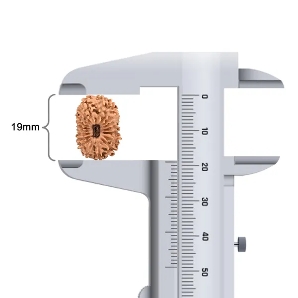 Techpandit_19_Mukhi_Rudraksha_Bead_Indonesia_Large