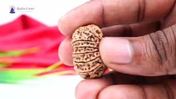 14_Mukhi_Rudraksha_Bead_From_Nepal
