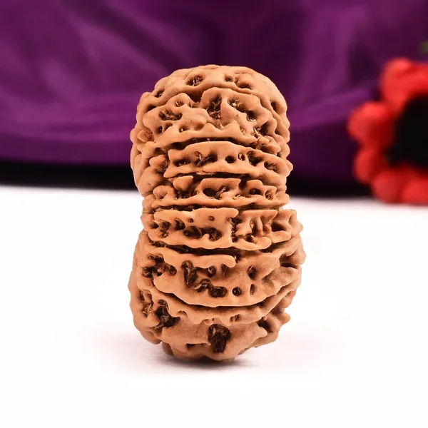 14_Mukhi_Rudraksha_Bead_From_Nepal