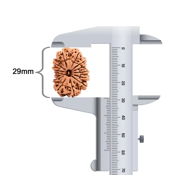14_Mukhi_Rudraksha_Bead_From_Nepal