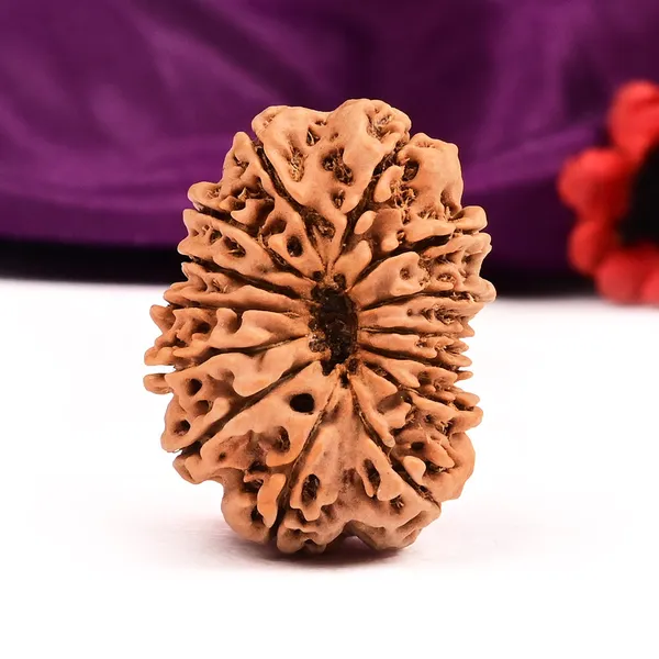 14_Mukhi_Rudraksha_Bead_From_Nepal