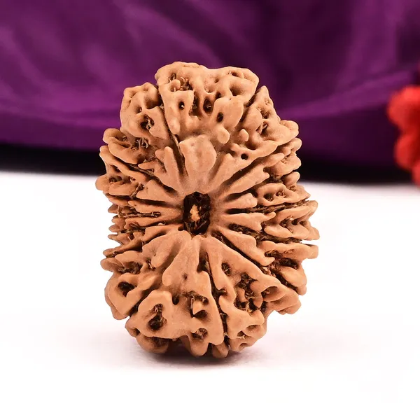 14_Mukhi_Rudraksha_Bead_From_Nepal