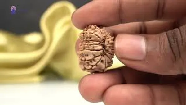 Techpandit_15_Mukhi_Nepal_Rudraksha_Bead