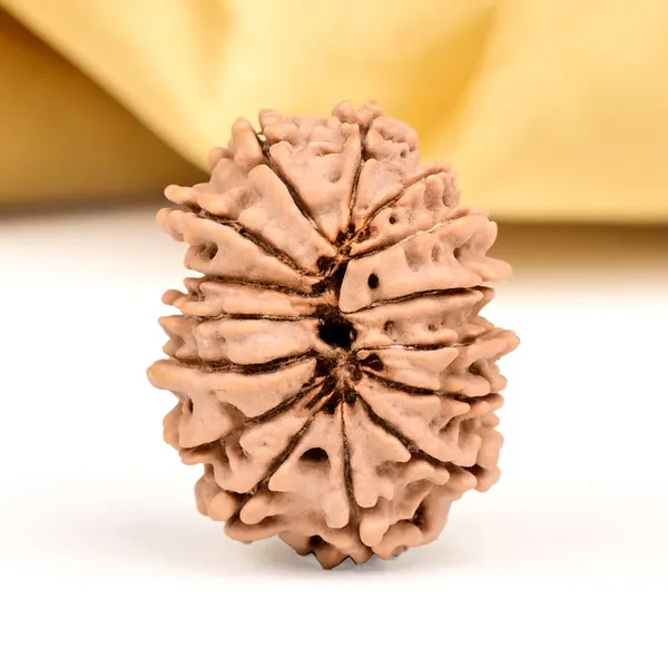 Techpandit_15_Mukhi_Nepal_Rudraksha_Bead