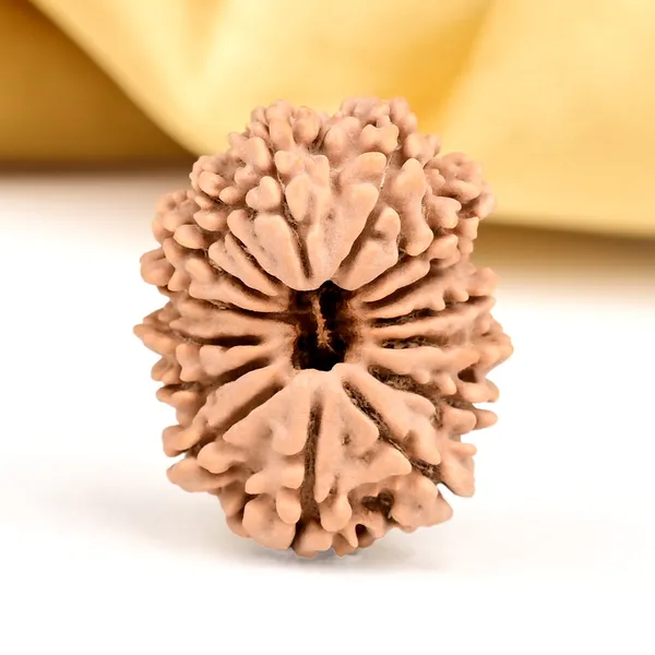 Techpandit_15_Mukhi_Nepal_Rudraksha_Bead