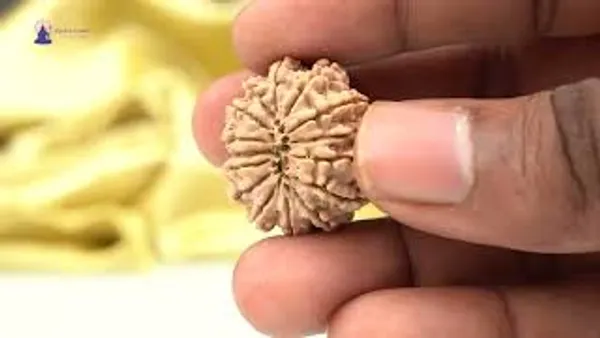 15_Mukhi_From_Nepal_Cxlii