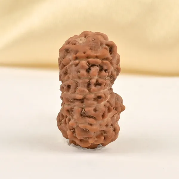 15_Mukhi_From_Java_Indonesia_Small_Cclxxviii