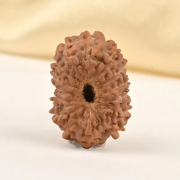15_Mukhi_From_Java_Indonesia_Small_Cclxxviii