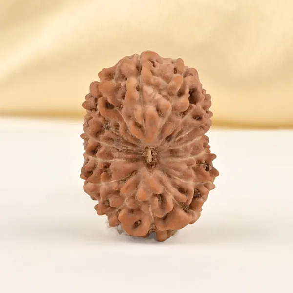15_Mukhi_From_Java_Indonesia_Small_Cclxxviii