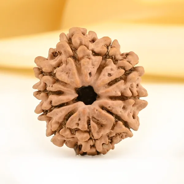 Techpandit_10_Mukhi_Nepal_Rudraksha_Bead