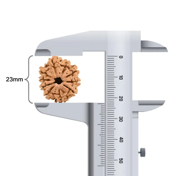 Techpandit_10_Mukhi_Nepal_Rudraksha_Bead