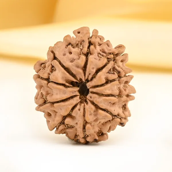 Techpandit_10_Mukhi_Nepal_Rudraksha_Bead