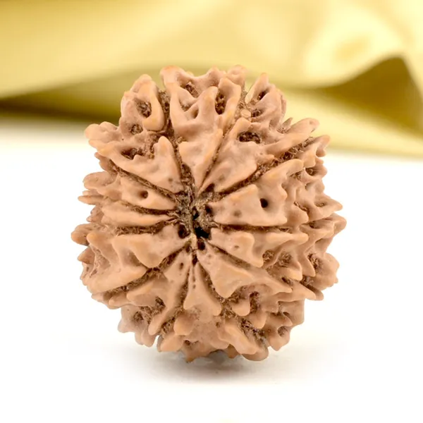 Techpandit_11_Mukhi_Rudraksha_Bead_Nepal_Origin