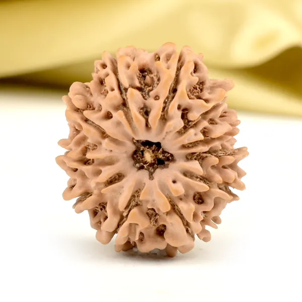 Techpandit_11_Mukhi_Rudraksha_Bead_Nepal_Origin
