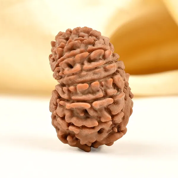 14_Mukhi_From_Nepal_Tiny_Lvi