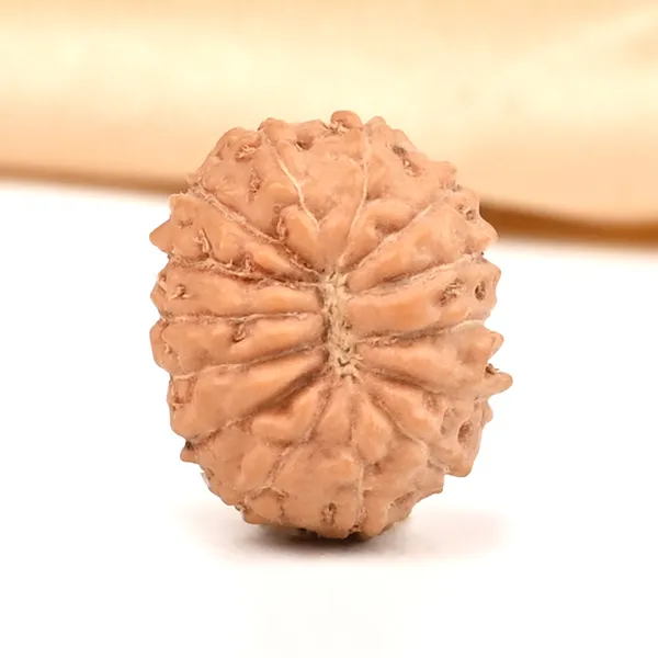 Techpandit_14_Mukhi_Rudraksha_Bead_From_Indonesia