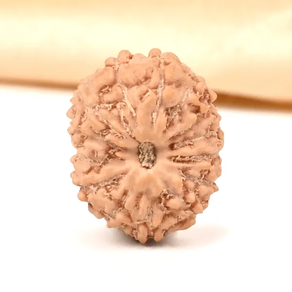 Techpandit_14_Mukhi_Rudraksha_Bead_From_Indonesia