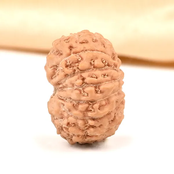 Techpandit_14_Mukhi_Rudraksha_Bead_From_Indonesia