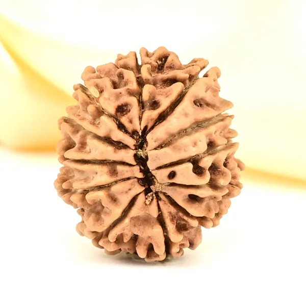 12_Mukhi_Rudraksha_Bead_Nepal_Origin