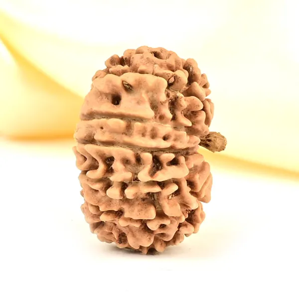 12_Mukhi_Rudraksha_Bead_Nepal_Origin