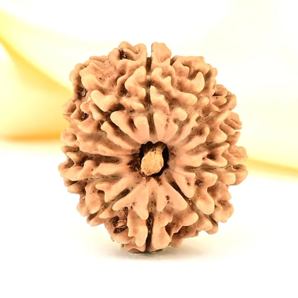 12_Mukhi_Rudraksha_Bead_Nepal_Origin