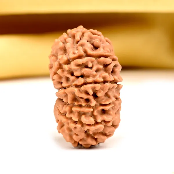 14_Mukhi_From_Nepal_Small_Ccxvii