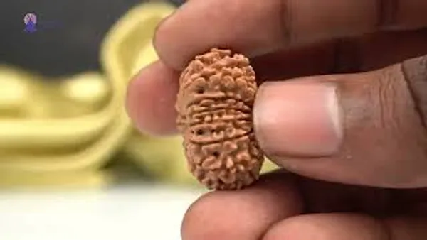 14_Mukhi_From_Nepal_Small_Ccxvii