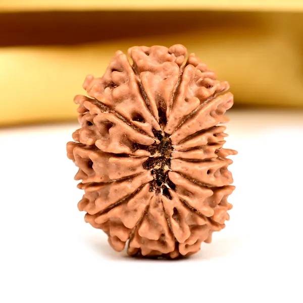 14_Mukhi_From_Nepal_Small_Ccxvii