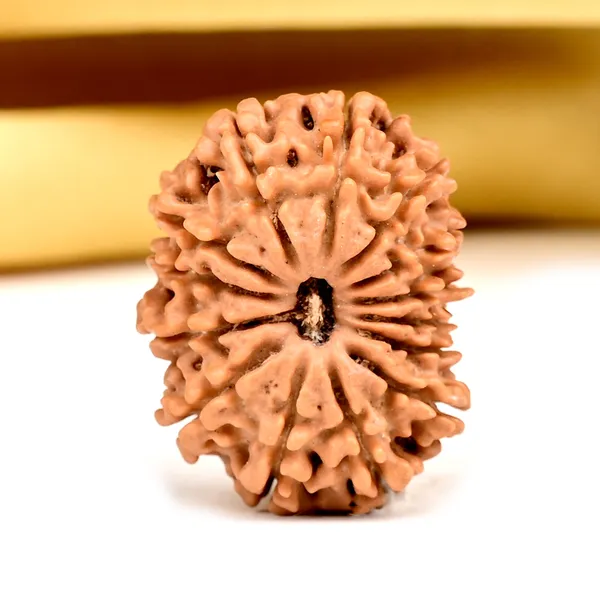 14_Mukhi_From_Nepal_Small_Ccxvii