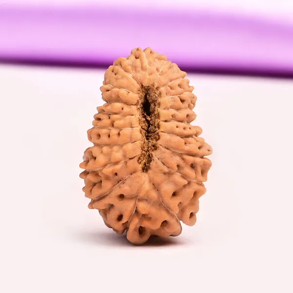 19_Mukhi_From_Java_Indonesia_Large_Xlix