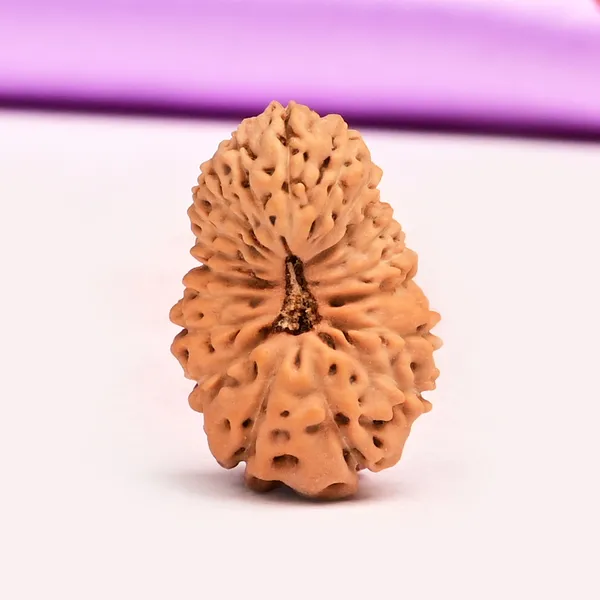 19_Mukhi_From_Java_Indonesia_Large_Xlix