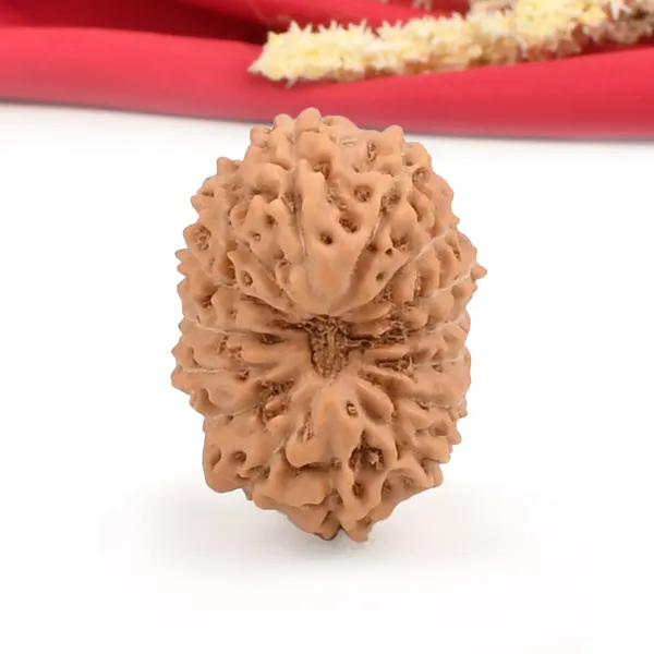 15_Mukhi_From_Java_Indonesia_Cl