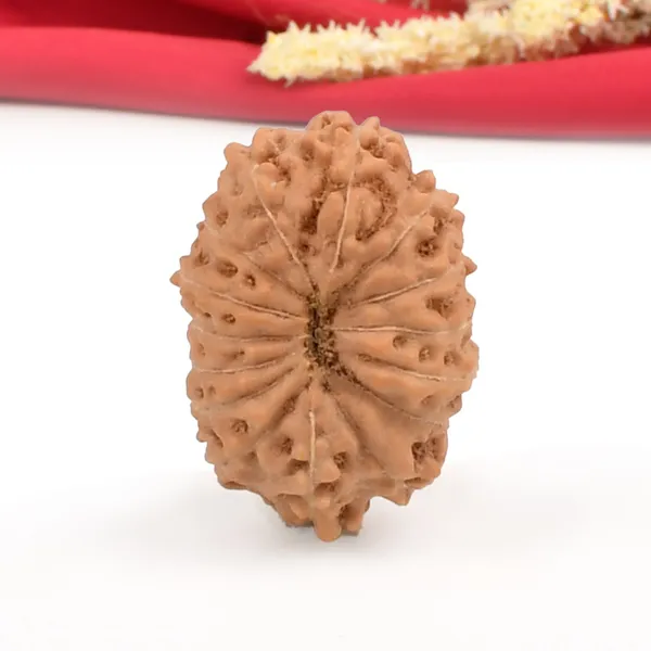15_Mukhi_From_Java_Indonesia_Cl