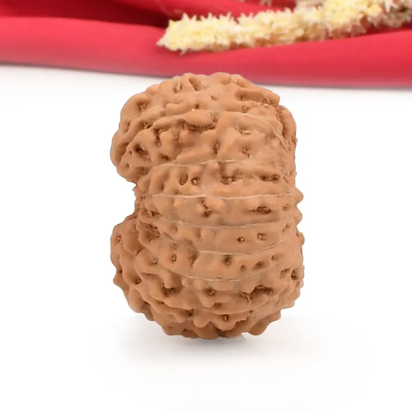 15_Mukhi_From_Java_Indonesia_Cl