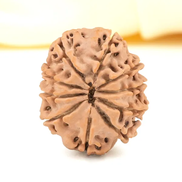 10_Mukhi_From_Nepal_Small_Cdxli