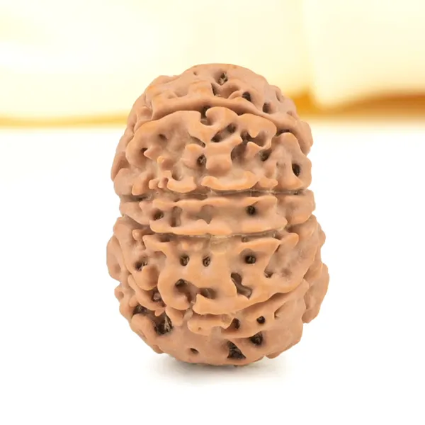 10_Mukhi_From_Nepal_Small_Cdxli